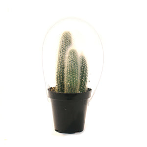 Cactus, 9mc, Silver Torch Cactus