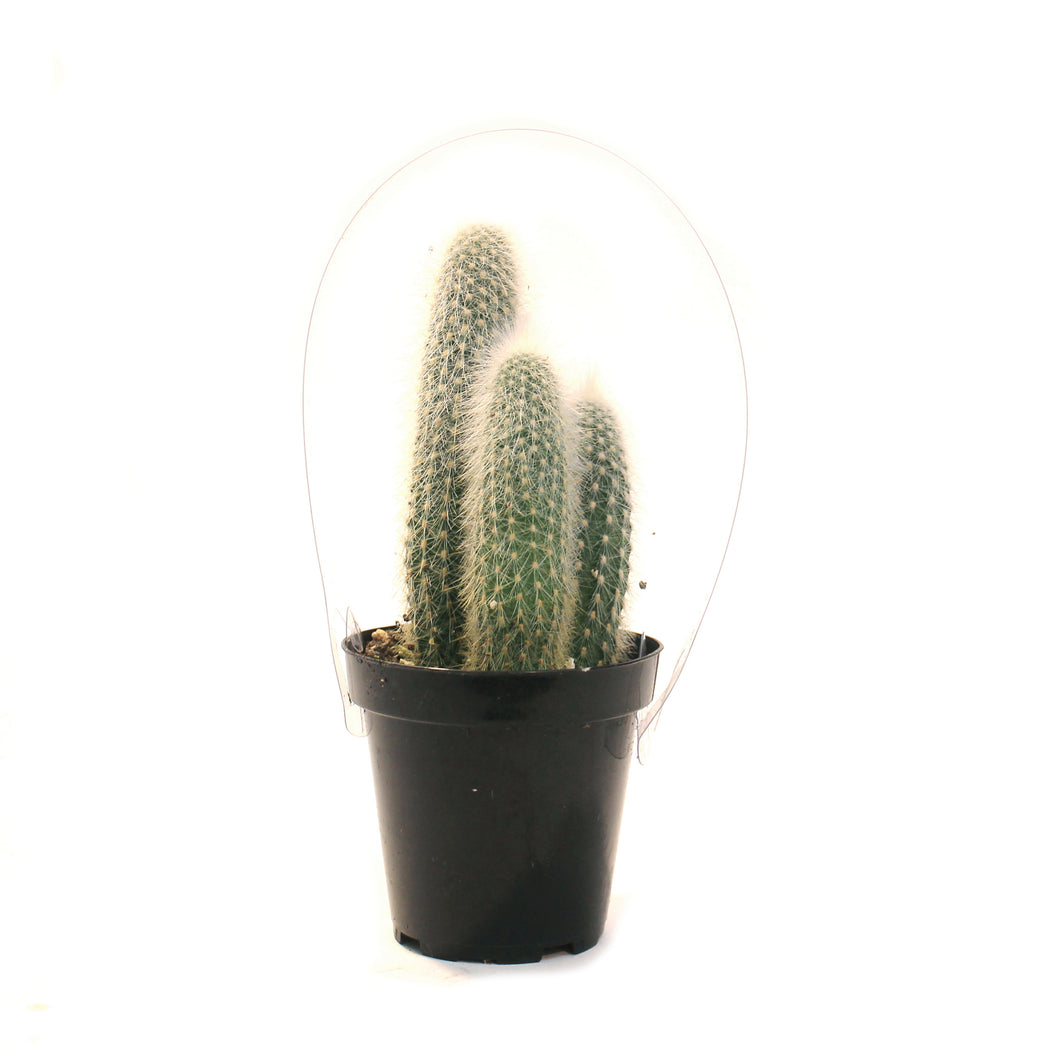 Cactus, 9mc, Silver Torch Cactus