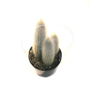 Cactus, 9mc, Silver Torch Cactus