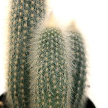 Load image into Gallery viewer, Cactus, 9mc, Silver Torch Cactus
