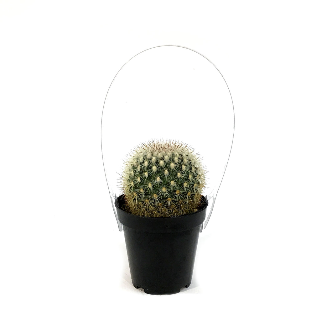 Cactus, 9cm, Mammillaria Densispina