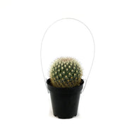 Cactus, 9cm, Mammillaria Densispina