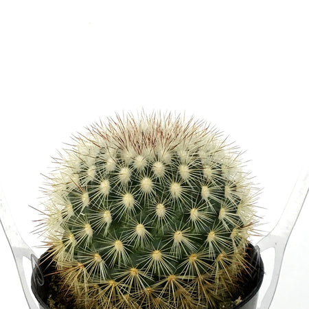 Cactus, 9cm, Mammillaria Densispina