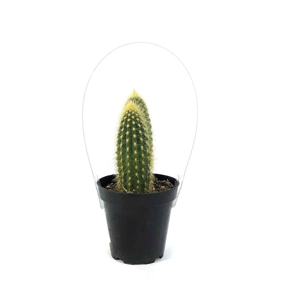 Cactus, 9CM, Espostoa Guentheri