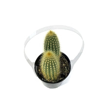 Load image into Gallery viewer, Cactus, 9CM, Espostoa Guentheri
