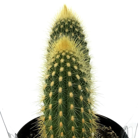 Cactus, 9CM, Espostoa Guentheri