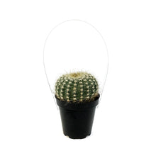 Load image into Gallery viewer, Cactus, 9cm, Notocactus elegans
