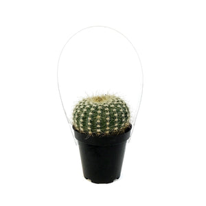 Cactus, 9cm, Notocactus elegans