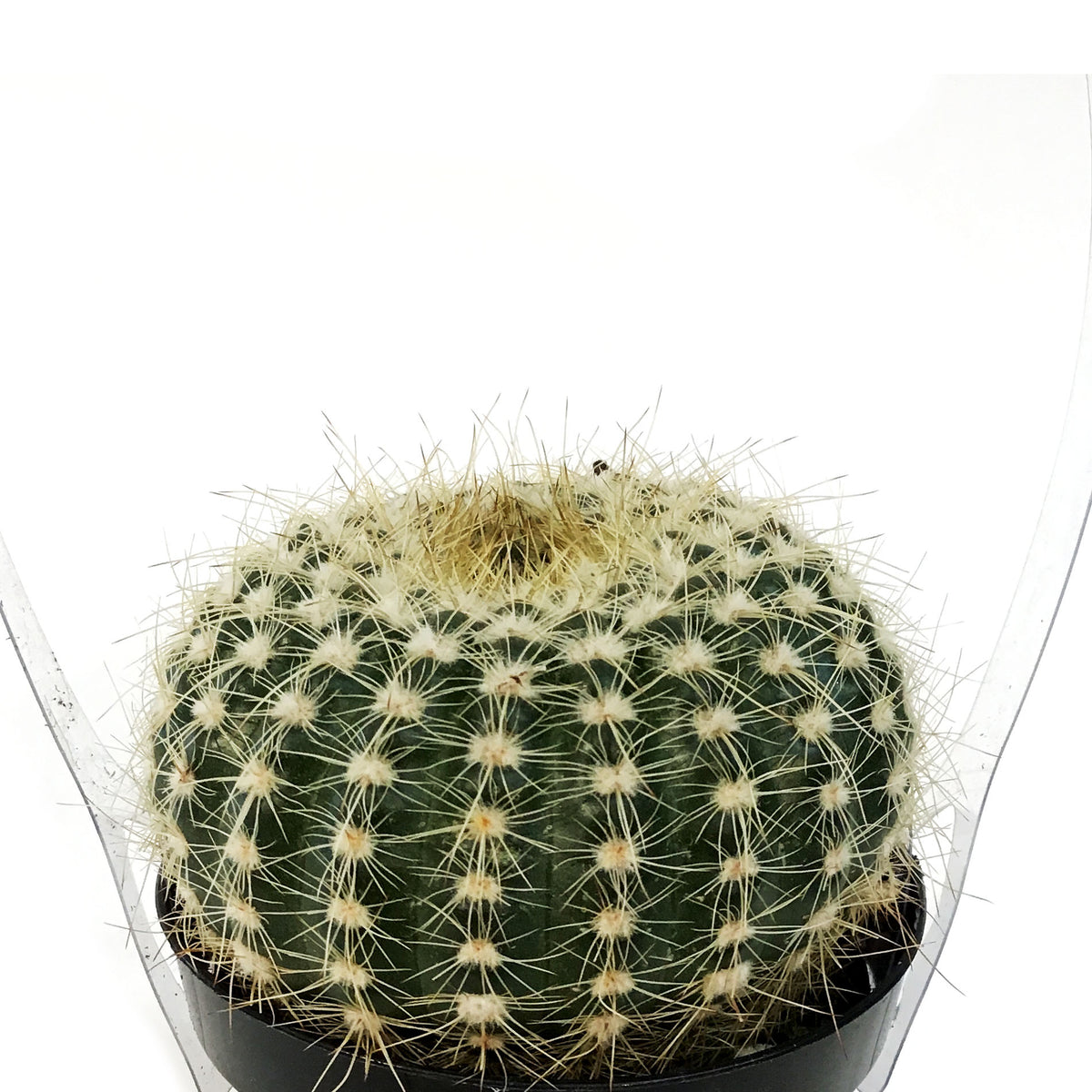 Cactus, 9cm, Notocactus elegans