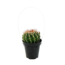 Load image into Gallery viewer, Cactus, 9cm, Notocactus Noto
