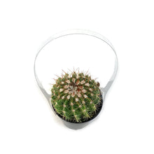 Load image into Gallery viewer, Cactus, 9cm, Notocactus Noto
