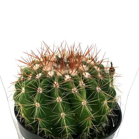 Cactus, 9cm, Notocactus Noto