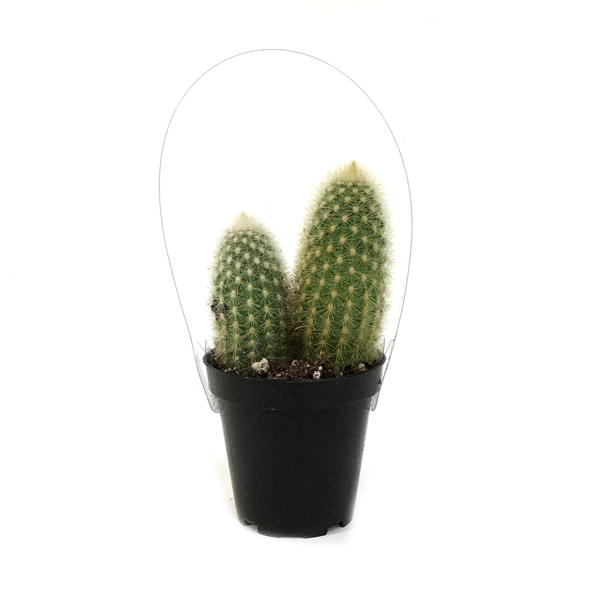 Cactus, 9cm, Haageocereus Zonatus