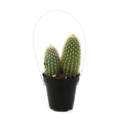 Cactus, 9cm, Haageocereus Zonatus
