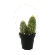 Cactus, 9cm, Haageocereus Zonatus