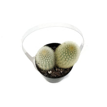 Load image into Gallery viewer, Cactus, 9cm, Haageocereus Zonatus
