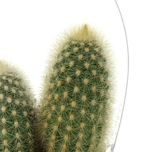 Load image into Gallery viewer, Cactus, 9cm, Haageocereus Zonatus

