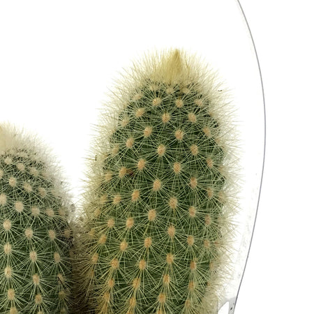 Cactus, 9cm, Haageocereus Zonatus