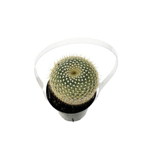 Cactus, 9cm, Golden Pincushion