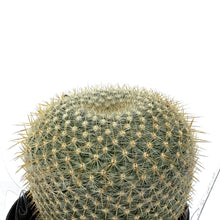 Load image into Gallery viewer, Cactus, 9cm, Golden Pincushion
