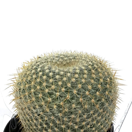 Cactus, 9cm, Golden Pincushion