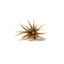 Load image into Gallery viewer, Tillandsia Ionantha Rubra 3&quot;
