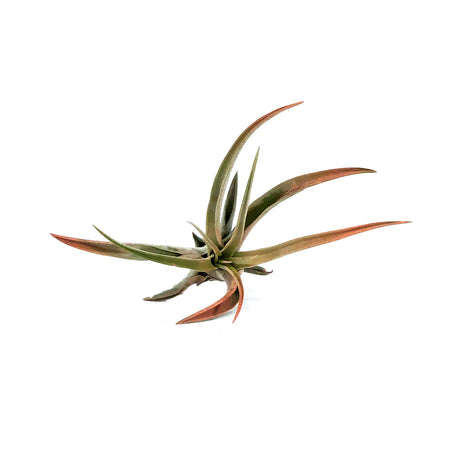 Tillandsia Capittata Peach, Medium, 4.5"