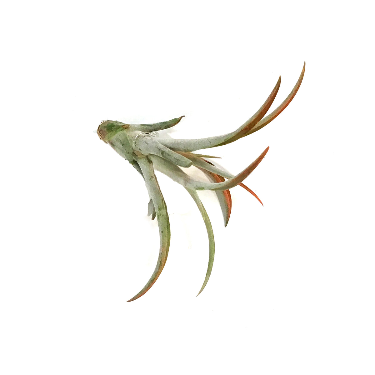 Tillandsia Capittata Peach, Medium, 4.5"