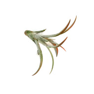 Tillandsia Capittata Peach, Medium, 4.5