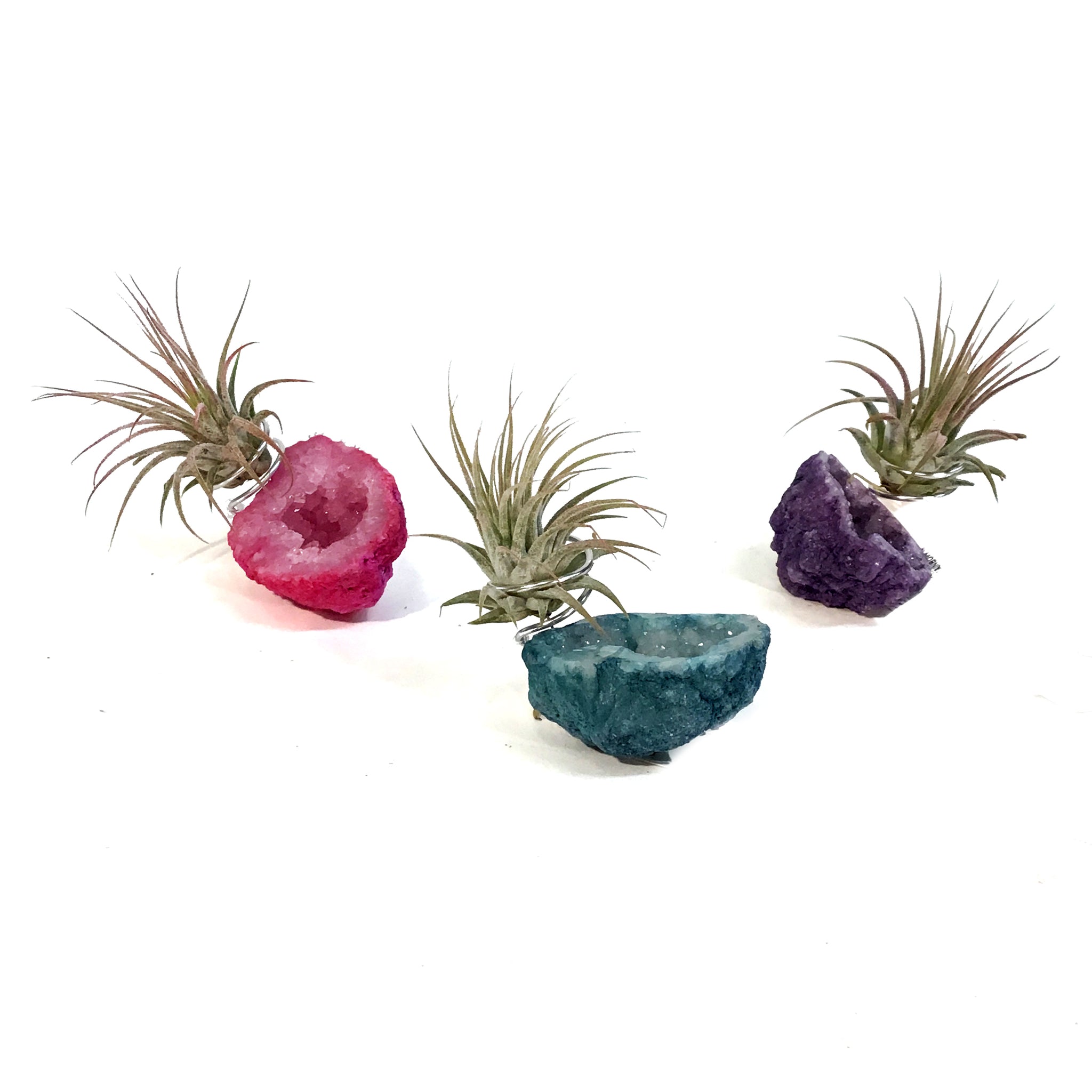 rainbow air plants Tillandsia Ionantha Mounted on Rainbow Geode – Floral Acres Greenhouse & Garden Centre