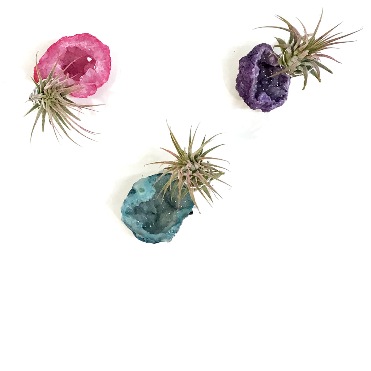 Tillandsia Ionantha Mounted on Rainbow Geode