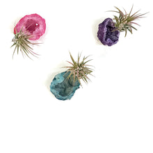 Load image into Gallery viewer, Tillandsia Ionantha Mounted on Rainbow Geode
