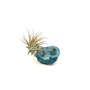 Tillandsia Ionantha Mounted on Rainbow Geode