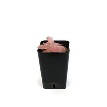 Load image into Gallery viewer, Butterwort, 2.5in, Pinguicula primuliflora, Weser
