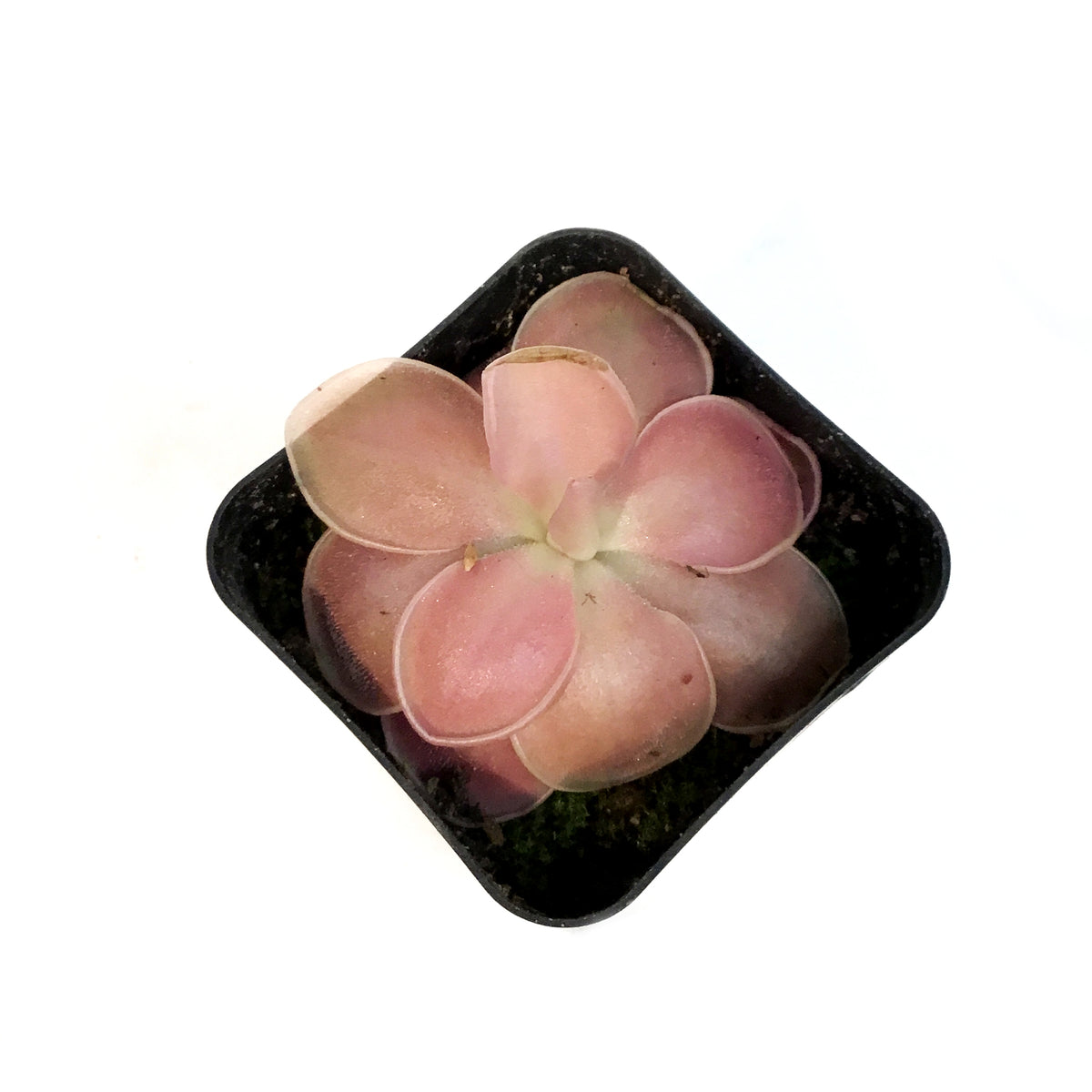 Butterwort, 2.5in, Pinguicula primuliflora, Weser