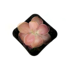 Load image into Gallery viewer, Butterwort, 2.5in, Pinguicula primuliflora, Weser
