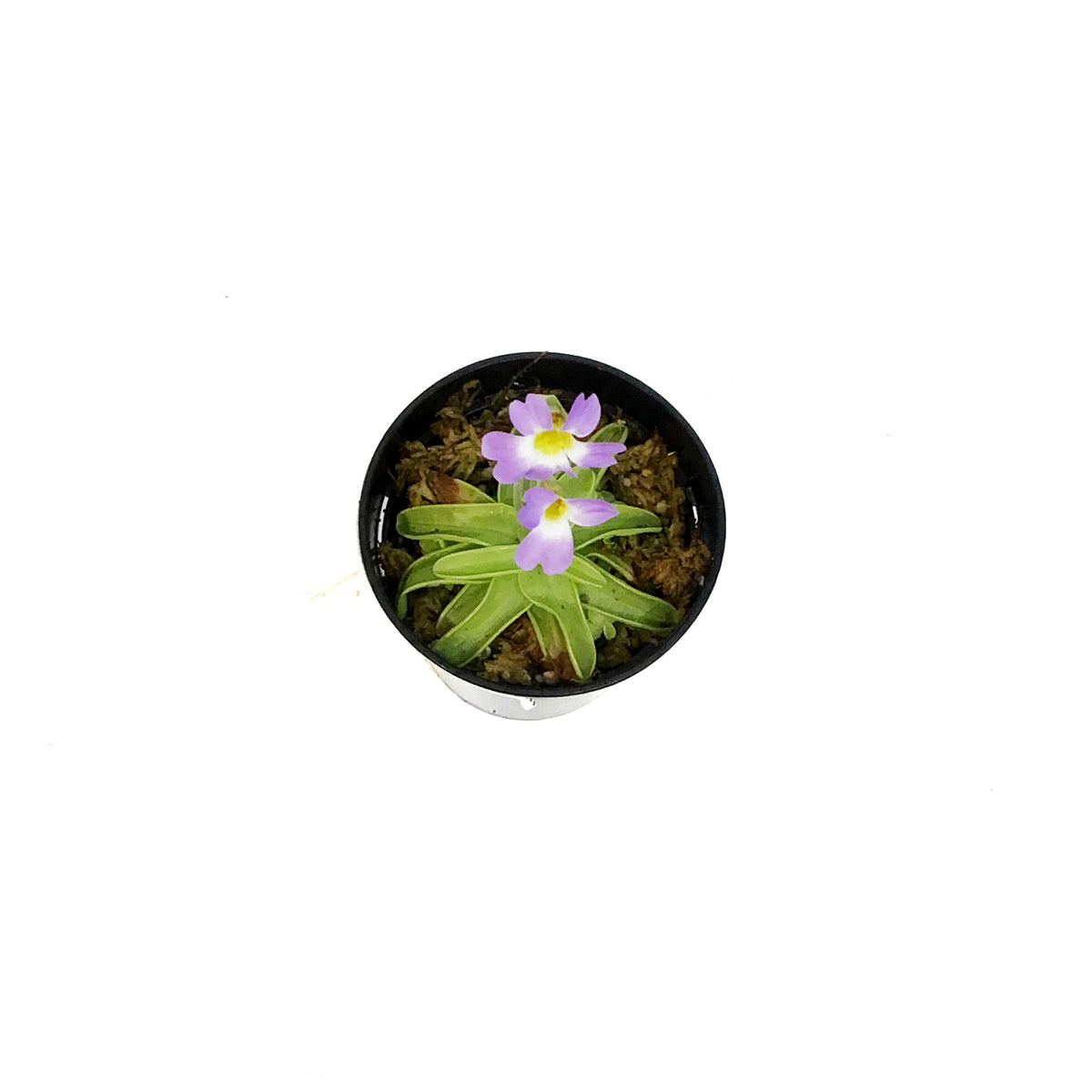 Butterwort, 3.5in, Pinguicula primuliflora