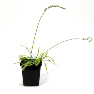 Sundew, 3.5in, Cape, Alba