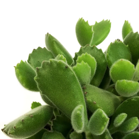 Succulent, 4in, Cotyledon Bear's Paw