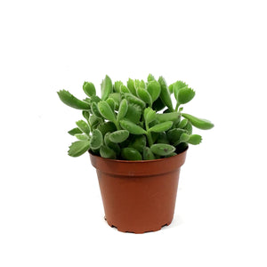Succulent, 4in, Cotyledon Bear's Paw
