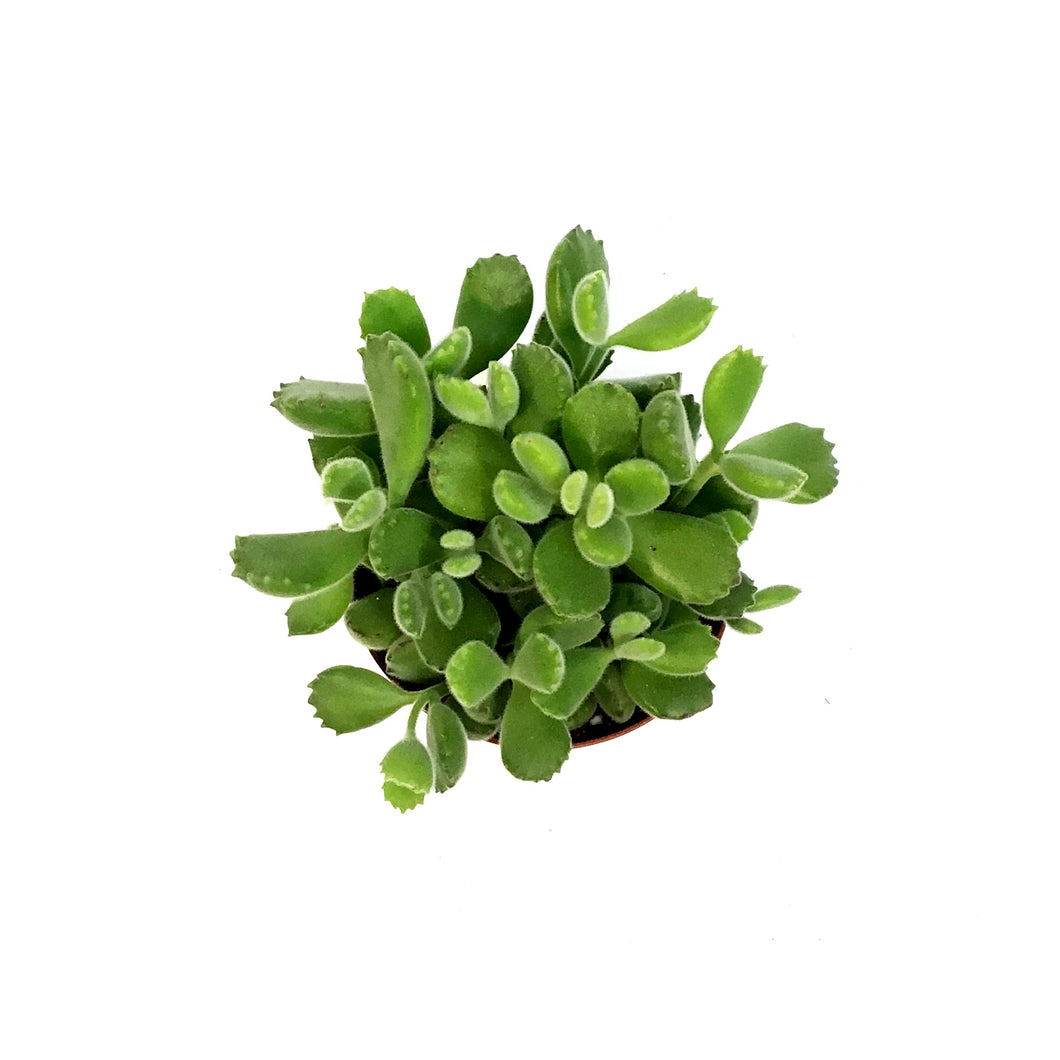 Succulent, 4in, Cotyledon Bear's Paw