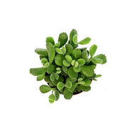 Succulent, 4in, Cotyledon Bear's Paw