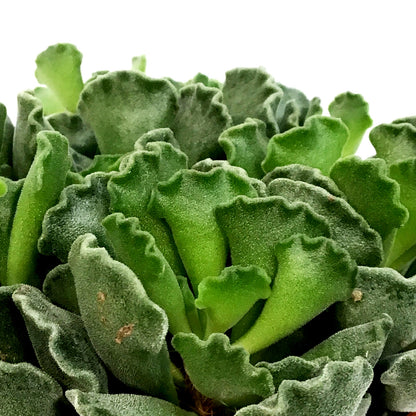 Succulent, 4in, Adromischus Cristatus