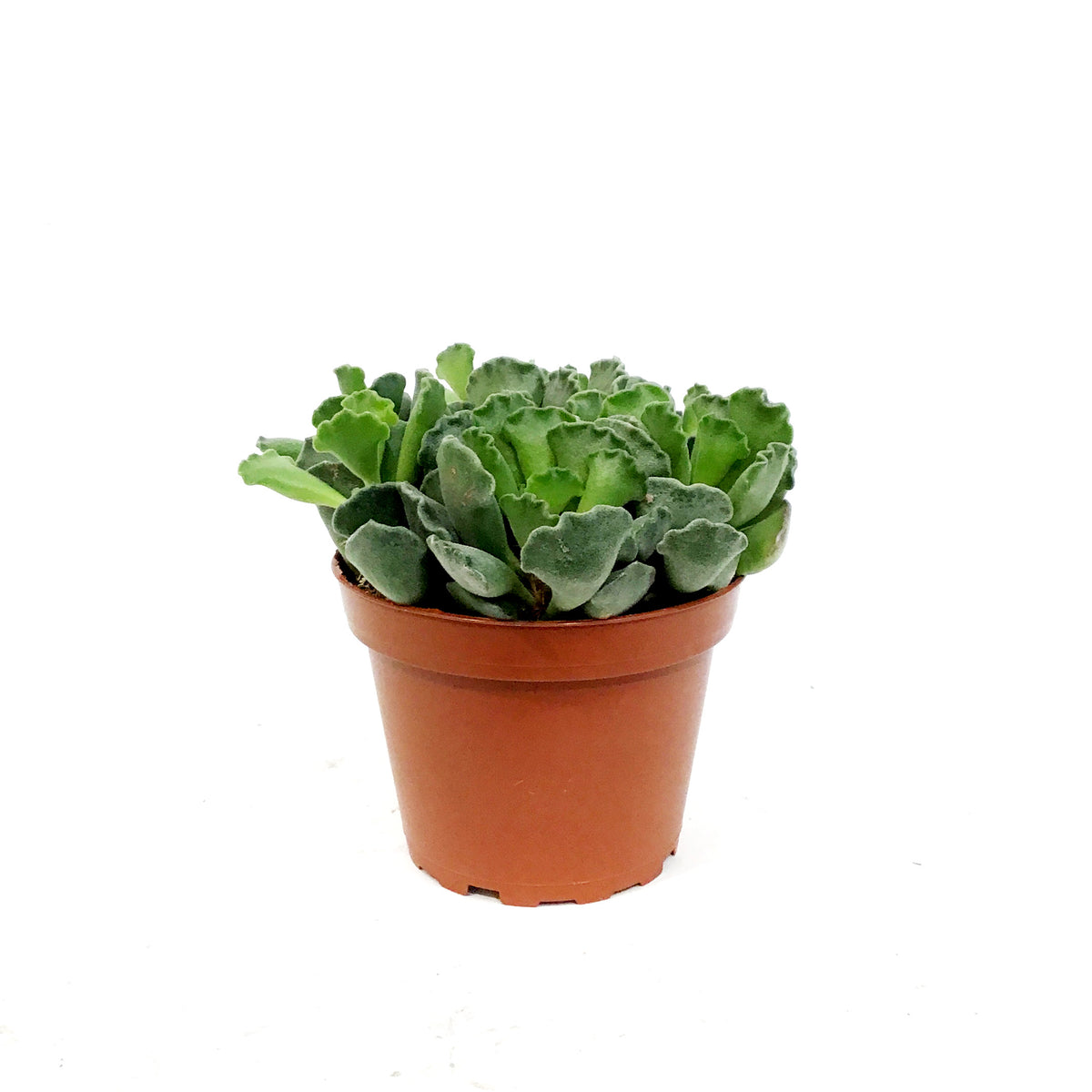 Succulent, 4in, Adromischus Cristatus