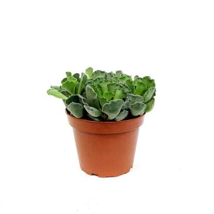 Succulent, 4in, Adromischus Cristatus