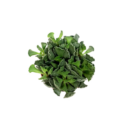 Succulent, 4in, Adromischus Cristatus
