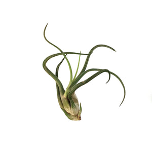 Tillandsia Caput medusae,2-4"