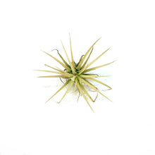 Load image into Gallery viewer, Tillandsia Ionantha Druid
