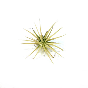 Tillandsia Ionantha Druid