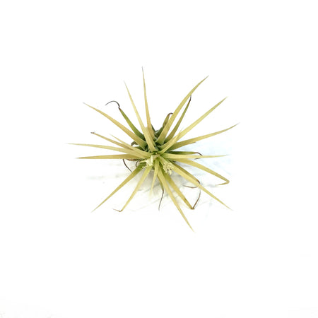 Tillandsia Ionantha Druid